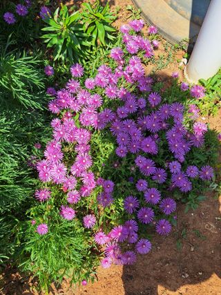 김은숙님의 자유주제 · 자유게시판 작성글 사진