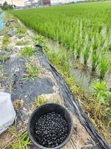 팜모닝 콩·영농일지 게시글 이미지