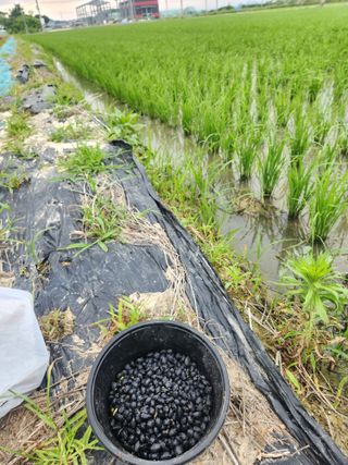 민영미님의 콩 · 영농일지 작성글 사진