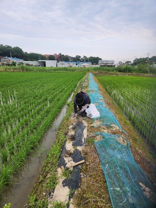 민영미님의 콩 · 영농일지 작성글 사진