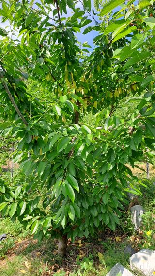 휴민트신님의 기타작물 · 병해충상담 작성글 사진
