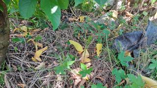 휴민트신님의 기타작물 · 병해충상담 작성글 사진