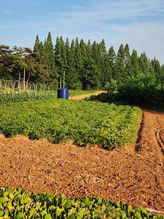 안병두님의 감자 · 영농일지 작성글 사진