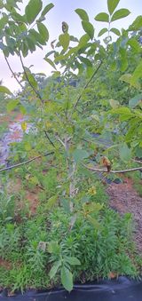 팜모닝 기타작물·병해충상담 게시글 이미지