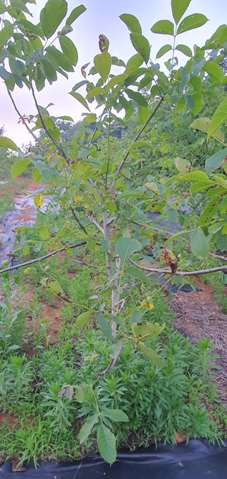 조인숙님의 기타작물 · 병해충상담 작성글 사진