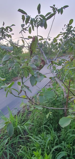 조인숙님의 기타작물 · 병해충상담 작성글 사진