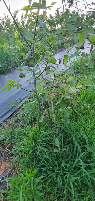 조인숙님의 기타작물 · 병해충상담 작성글 사진