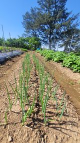 팜모닝 파·영농일지 게시글 이미지