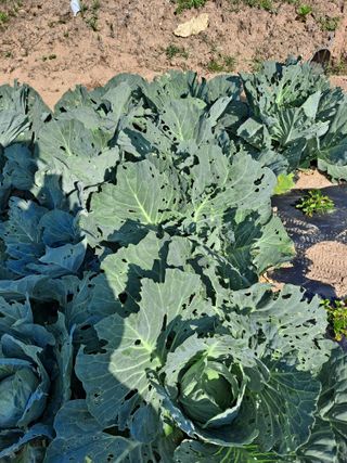 이진수님의 자유주제 · 자유게시판 작성글 사진