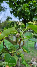 팜모닝 배·병해충상담 게시글 이미지