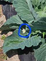 팜모닝 양배추·병해충상담 게시글 이미지