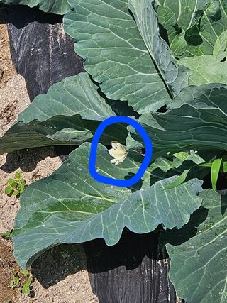 초짜농부님의 양배추 · 병해충상담 작성글 사진