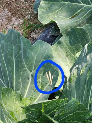 초짜농부님의 양배추 · 병해충상담 작성글 사진