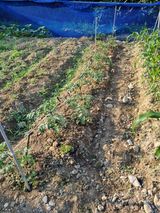 팜모닝 복숭아·영농일지 게시글 이미지