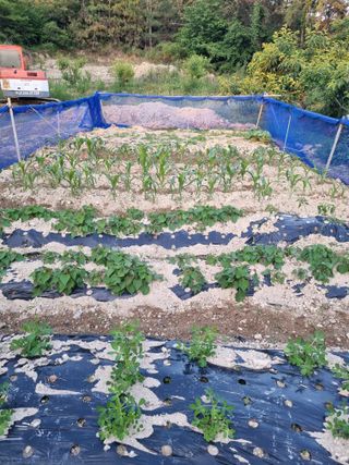 이대팔님의 복숭아 · 영농일지 작성글 사진