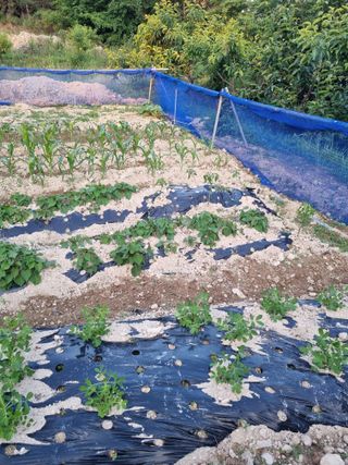 이대팔님의 복숭아 · 영농일지 작성글 사진