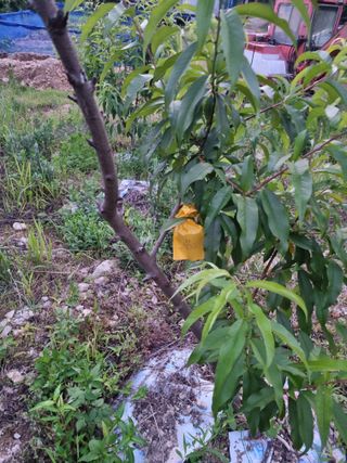 이대팔님의 복숭아 · 영농일지 작성글 사진