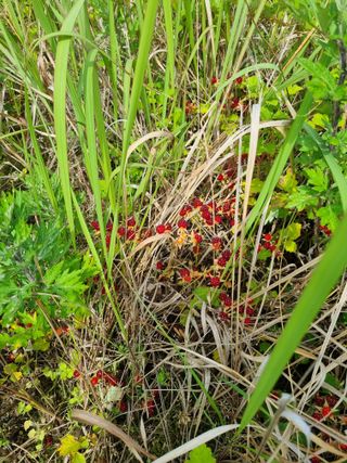 이대팔님의 복숭아 · 영농일지 작성글 사진