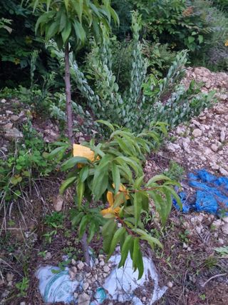 이대팔님의 복숭아 · 영농일지 작성글 사진