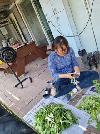 이대팔님의 옥수수 · 영농일지 작성글 사진