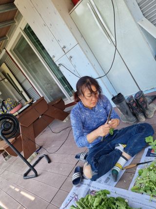 이대팔님의 옥수수 · 영농일지 작성글 사진