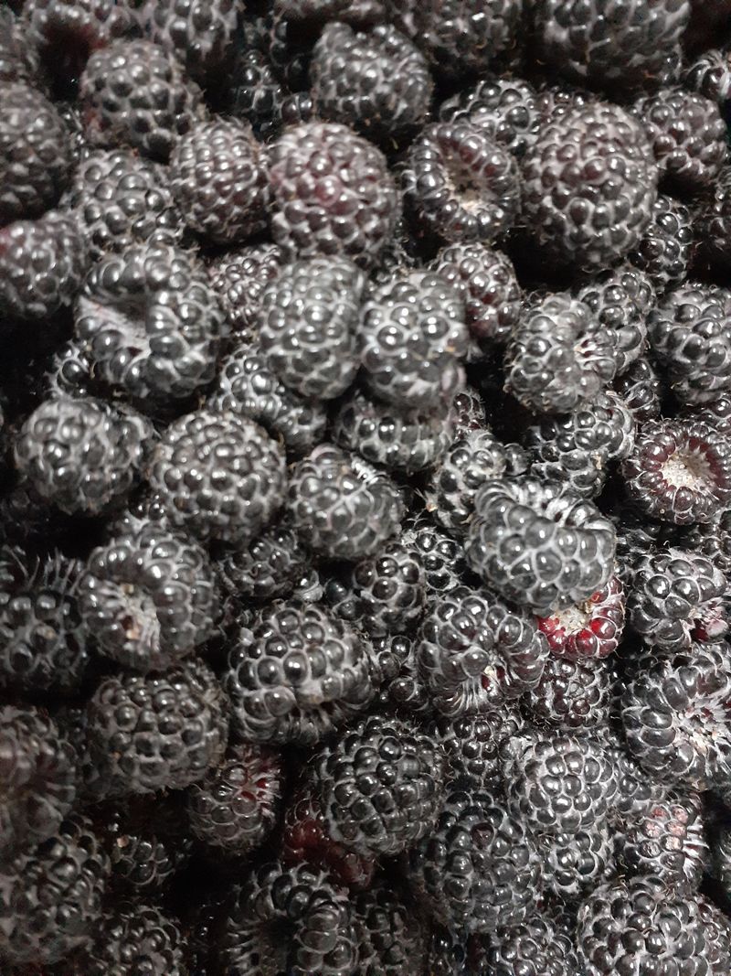 장터 상품 [가시복분자 가격인하판매합니다] 썸네일