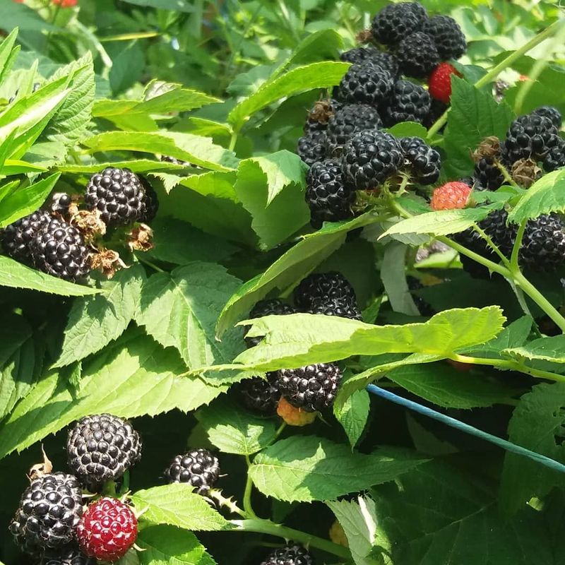 아로대추님의 장터 판매 상품 [가시복분자 가격인하판매합니다] 첨부 사진