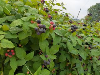 아로대추님의 작성글 사진