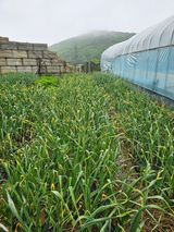 팜모닝 마늘·영농일지 게시글 이미지