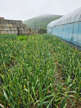 고구마16439님의 마늘 · 영농일지 작성글 사진