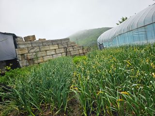고구마16439님의 마늘 · 영농일지 작성글 사진