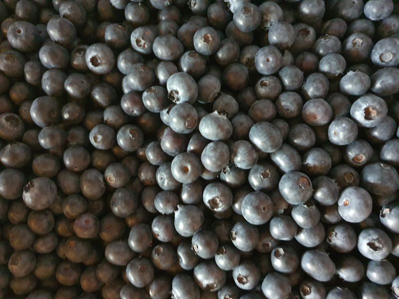 장터 상품 [블루베리] 썸네일