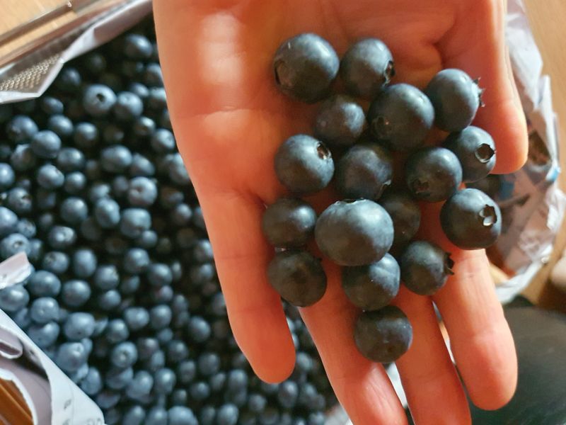 두릅나무10556님의 장터 판매 상품 [블루베리] 첨부 사진