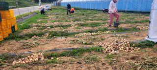 심기섭님의 양파 · 영농일지 작성글 사진