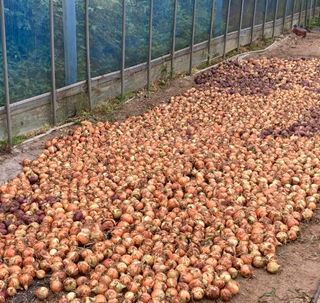 심기섭님의 양파 · 영농일지 작성글 사진