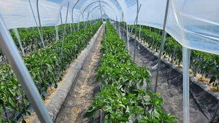 향적농원(정은상)님의 고추 · 영농일지 작성글 사진