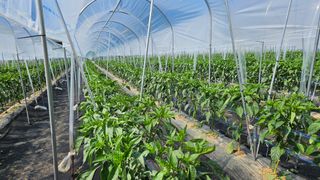 향적농원(정은상)님의 고추 · 영농일지 작성글 사진