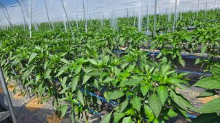 향적농원(정은상)님의 고추 · 영농일지 작성글 사진