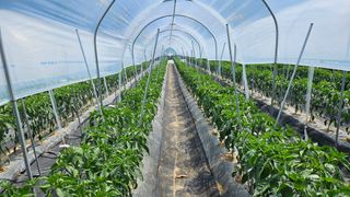 향적농원(정은상)님의 고추 · 영농일지 작성글 사진