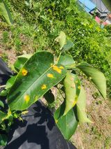 팜모닝 농사, 무엇이든 물어보세요!·참여글 게시글 이미지