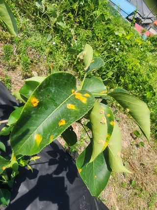 강철님의 농사, 무엇이든 물어보세요! · 참여글 작성글 사진