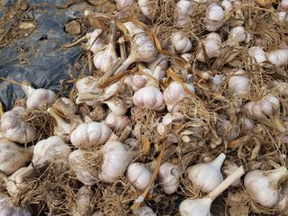 박귀님의 마늘 · 영농일지 작성글 사진