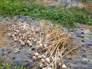 박귀님의 마늘 · 영농일지 작성글 사진