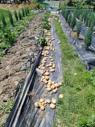 연산나무농장님의 자유주제 · 자유게시판 작성글 사진