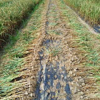삼성농산님의 자유주제 · 자유게시판 작성글 사진