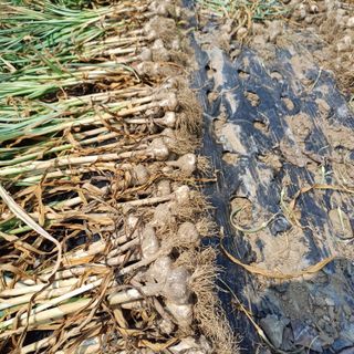 삼성농산님의 자유주제 · 자유게시판 작성글 사진