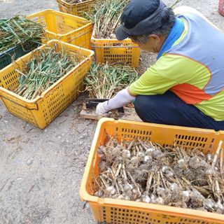 삼성농산님의 자유주제 · 자유게시판 작성글 사진