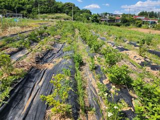 박혜옥님의 기타작물 · 영농일지 작성글 사진