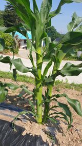 팜모닝 옥수수·병해충상담 게시글 이미지