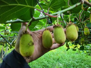 노고단님의 기타작물 · 영농일지 작성글 사진